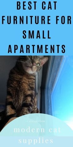 a cat sitting on top of a window sill with the words best cat furniture for small apartments