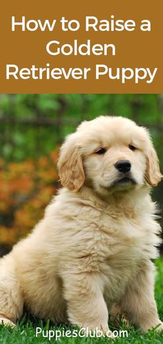 a golden retriever puppy sitting in the grass with text overlay how to raise a golden retriever pup