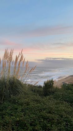 a bench sitting on top of a lush green hillside next to the ocean at sunset