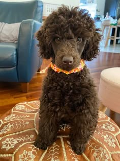 a brown poodle sitting on top of a wooden floor