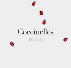 ladybugs are flying in the air on a white background with words coconnilles ladybugs