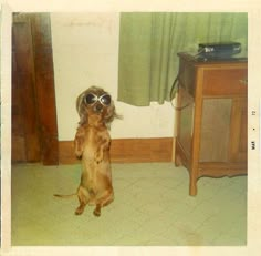 a small dog wearing goggles standing on its hind legs in front of a table