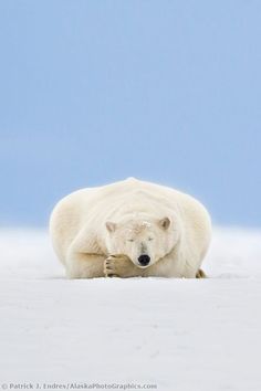 a polar bear laying on the snow with its head resting on it's paw