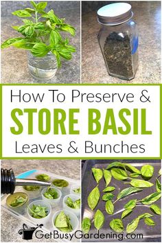 how to preserve and store basil leaves and bunches in glass jars with text overlay that reads how to preserve and store basil leaves and bunches