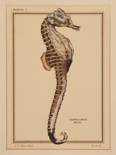 a drawing of a sea horse with its head turned to the right and neck down