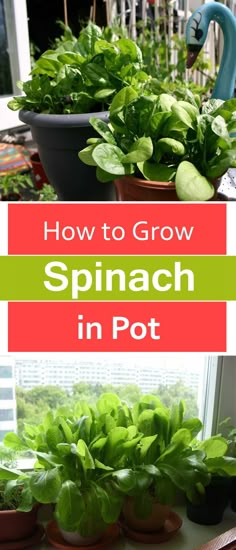 how to grow spinach in pot with text overlay that reads, how to grow spinach in pot