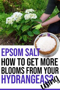 a woman kneeling down next to a plant with flowers in it and text that reads, epsom salt how to get more blooms from your hydrangeas?