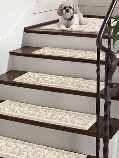 a dog is sitting on the stairs in front of some carpeted stair treads