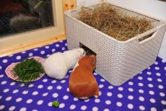 two small hamsters eating grass in front of a window on a blue and white polka dot tablecloth