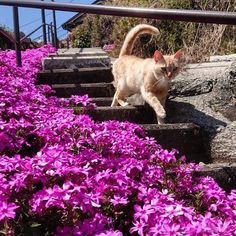 a cat walking up some steps with purple flowers