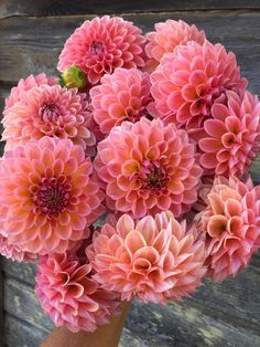 14 Gorgeous, Must-Grow Dahlia Varieties - Christine Covino Beautiful Dahlia Flowers, Flowers Dahlias, Types Of Dahlias Flower, Labyrinth Dahlia, Dahlia Preference, Jowey Winnie Dahlia, Failure To Thrive