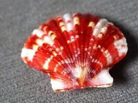 a red and white shell sitting on top of a carpet