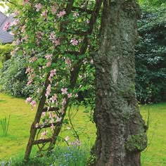 an old tree with pink flowers growing on it