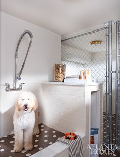 a dog is standing in the shower next to it's owner and bathtub