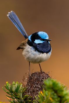 a blue and black bird sitting on top of a plant