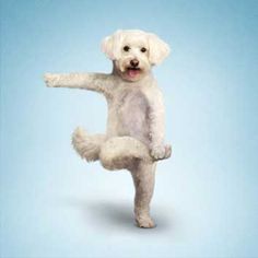 a white dog standing on its hind legs