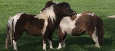 two miniature ponies standing next to each other in the grass