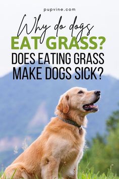 Why Do Dogs Eat Grass? Does Eating Grass Make Dogs Sick? Puppy Eating, Dogs Eating Grass, Dog Eats, Dog Communication, Types Of Grass, Dog Food Brands, Sick Dog, My Puppy, Dog Facts