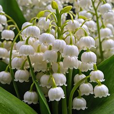 lily of the valley flowers are blooming on green leaves in this close up shot