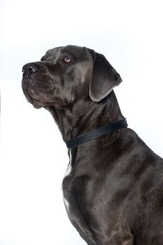 a large black dog sitting on top of a white floor