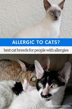 two cats sitting next to each other with the caption'allergic to cats? best cat breeds for people with allergies '