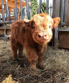 a small brown cow standing on top of dry grass