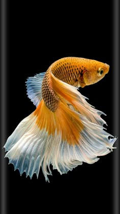 an orange and white fish on a black background