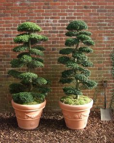 two potted plants with moss growing on them in front of a brick wall,