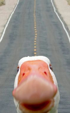 a duck is looking at the camera while standing in front of an empty road