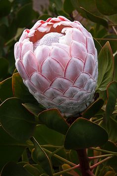 a large pink flower sitting on top of a lush green plant