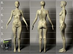 three different views of a female mannequin's body