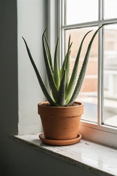 a potted plant sitting on top of a window sill