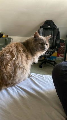 a fluffy cat sitting on top of a bed