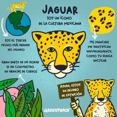 a poster with an image of a cheetah and the words jaguar written in spanish