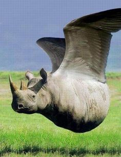 a rhinoceros is flying in the air with it's wings spread out