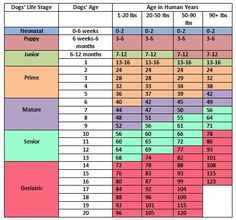 a table with the numbers and times for dogs in different colors, sizes and shapes