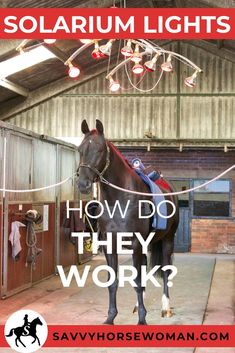 a horse is standing in an enclosed area with the words solarium lights how do they work?