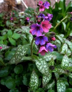 purple flowers with green leaves in the foreground and words still are written on them