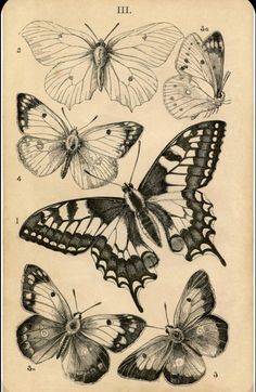 four different butterflies are shown in this antique illustration, one is black and the other is white