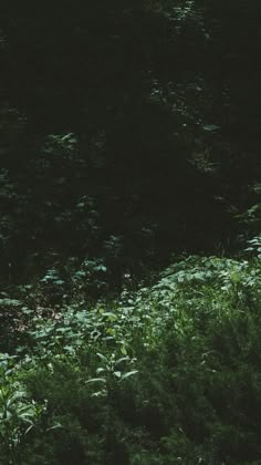 an animal standing in the middle of a field with tall grass and weeds on it's side