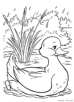 a duck in the water coloring page