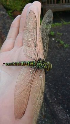 a dragonfly sitting on the palm of someone's hand