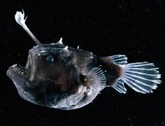 a close up of a fish with its mouth open in the dark water and it's teeth out