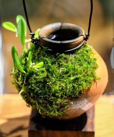 a moss covered vase sitting on top of a wooden table