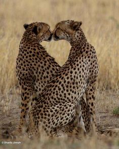 two cheetah standing next to each other in the middle of a dry grass field