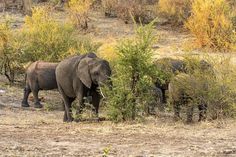 two elephants standing next to each other on a dry grass and brush covered field with trees in the background