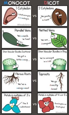 the differences between plants and animals