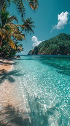 the water is crystal blue and clear with palm trees