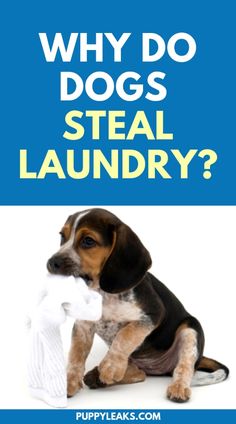 a dog sitting on the ground with a cloth in it's mouth and text that reads, why do dogs steal laundry?