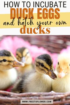 how to incubate ducks Baby Ducks Cute, Duckling Care, Ducks Cute, Duck Care, Fiber Farm, Muscovy Ducks, Duck Feed, Raising Turkeys, Duck Stuff